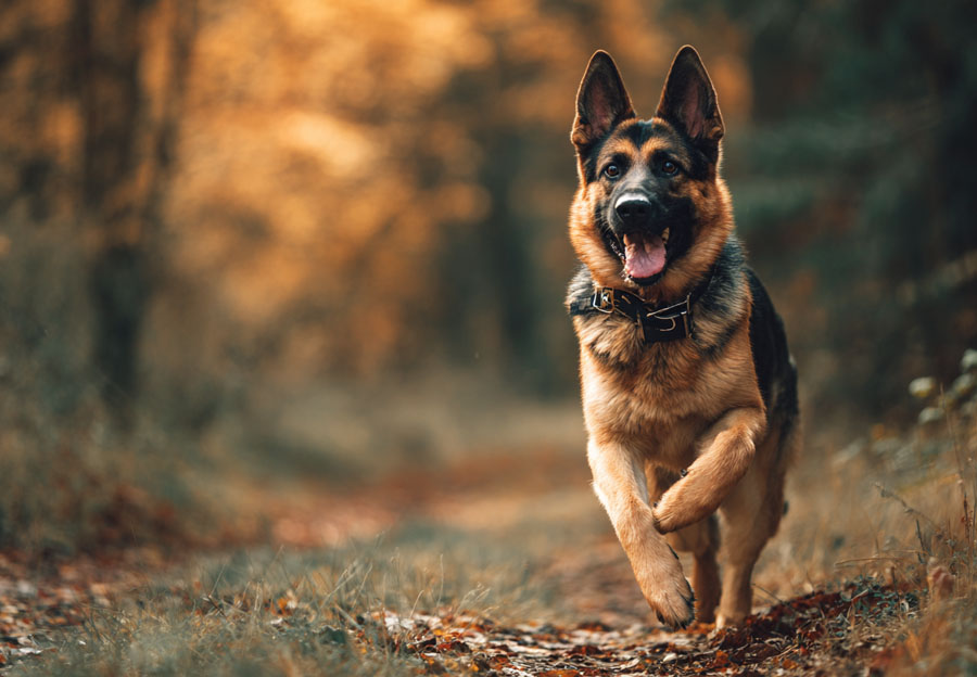 Best Training Collar for German Shepherd